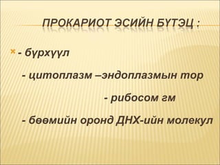 - бүрхүүл  - цитоплазм –эндоплазмын тор  - рибосом гм  - бөөмийн оронд ДНХ-ийн молекул  