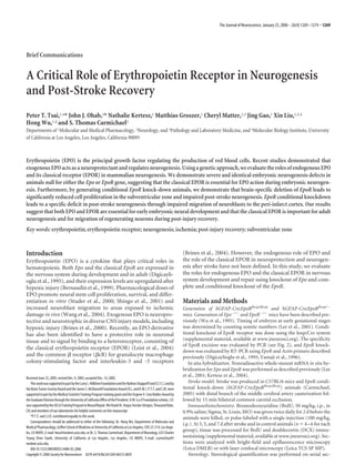 The Journal of Neuroscience, January 25, 2006 • 26(4):1269 –1274 • 1269




Brief Communications


A Critical Role of Erythropoietin Receptor in Neurogenesis
and Post-Stroke Recovery
Peter T. Tsai,1,4* John J. Ohab,2* Nathalie Kertesz,1 Matthias Groszer,1 Cheryl Matter,1,3 Jing Gao,1 Xin Liu,1,3,4
Hong Wu,1,4 and S. Thomas Carmichael2
Departments of 1Molecular and Medical Pharmacology, 2Neurology, and 3Pathology and Laboratory Medicine, and 4Molecular Biology Institute, University
of California at Los Angeles, Los Angeles, California 90095



Erythropoietin (EPO) is the principal growth factor regulating the production of red blood cells. Recent studies demonstrated that
exogenous EPO acts as a neuroprotectant and regulates neurogenesis. Using a genetic approach, we evaluate the roles of endogenous EPO
and its classical receptor (EPOR) in mammalian neurogenesis. We demonstrate severe and identical embryonic neurogenesis defects in
animals null for either the Epo or EpoR gene, suggesting that the classical EPOR is essential for EPO action during embryonic neurogen-
esis. Furthermore, by generating conditional EpoR knock-down animals, we demonstrate that brain-specific deletion of EpoR leads to
significantly reduced cell proliferation in the subventricular zone and impaired post-stroke neurogenesis. EpoR conditional knockdown
leads to a specific deficit in post-stroke neurogenesis through impaired migration of neuroblasts to the peri-infarct cortex. Our results
suggest that both EPO and EPOR are essential for early embryonic neural development and that the classical EPOR is important for adult
neurogenesis and for migration of regenerating neurons during post-injury recovery.
Key words: erythropoietin; erythropoietin receptor; neurogenesis; ischemia; post-injury recovery; subventricular zone



Introduction                                                                                                               (Brines et al., 2004). However, the endogenous role of EPO and
Erythropoietin (EPO) is a cytokine that plays critical roles in                                                            the role of the classical EPOR in neuroprotection and neurogen-
hematopoiesis. Both Epo and the classical EpoR are expressed in                                                            esis after stroke have not been defined. In this study, we evaluate
the nervous system during development and in adult (Digicayli-                                                             the roles for endogenous EPO and the classical EPOR in nervous
oglu et al., 1995), and their expression levels are upregulated after                                                      system development and repair using knockout of Epo and com-
hypoxic injury (Bernaudin et al., 1999). Pharmacological doses of                                                          plete and conditional knockout of the EpoR.
EPO promote neural stem cell proliferation, survival, and differ-
entiation in vitro (Studer et al., 2000; Shingo et al., 2001) and                                                          Materials and Methods
increased neuroblast migration to areas exposed to ischemic                                                                Generation of hGFAP-Cre;EpoRfloxp/floxp and hGFAP-Cre;EpoRfloxp/
damage in vivo (Wang et al., 2004). Exogenous EPO is neuropro-                                                             mice. Generation of Epo / and EpoR / mice have been described pre-
tective and neurotrophic in diverse CNS injury models, including                                                           viously (Wu et al., 1995). Timing of embryos at early gestational stages
hypoxic injury (Brines et al., 2000). Recently, an EPO derivative                                                          was determined by counting somite numbers (Lee et al., 2001). Condi-
has also been identified to have a protective role in neuronal                                                             tional knockout of EpoR receptor was done using the loxp/Cre system
tissue and to signal by binding to a heteroreceptor, consisting of                                                         (supplemental material, available at www.jneurosci.org). The specificity
                                                                                                                           of EpoR excision was evaluated by PCR (see Fig. 2), and EpoR knock-
the classical erythropoietin receptor (EPOR) (Leist et al., 2004)
                                                                                                                           down was evaluated by RT-PCR using EpoR and Actin primers described
and the common receptor ( cR) for granulocyte macrophage                                                                   previously (Digicaylioglu et al., 1995; Yamaji et al., 1996).
colony-stimulating factor and interleukin-3 and -5 receptors                                                                  In situ hybridization. Nonradioactive whole-mount mRNA in situ hy-
                                                                                                                           bridization for Epo and EpoR was performed as described previously (Lee
Received June 23, 2005; revised Dec. 9, 2005; accepted Dec. 14, 2005.
                                                                                                                           et al., 2001; Kertesz et al., 2004).
    This work was supported in part by the Larry L. Hillblom Foundation and the Nathan Shappell Fund (S.T.C.) and by          Stroke model. Stroke was produced in C57BL/6 mice and EpoR condi-
the Brain Tumor Society Award and the James S. McDonnell Foundation Award (X.L. and H.W.). P.T.T. and C.M. were            tional knock-down (hGFAP-Cre;EpoRfloxp/floxp) animals (Carmichael,
supported in part by the Medical Scientist Training Program training grant and the Engene V. Cota Robles Award by          2005) with distal branch of the middle cerebral artery cauterization fol-
the Graduate Division through the University of California Office of the President. H.W. is a V Foundation scholar. J.O.   lowed by 15 min bilateral common carotid occlusion.
was supported by the UCLA Training Program in Neural Repair. We thank Dr. Angus Sinclair (Amgen, Thousand Oaks,               Immunohistochemistry. Bromodeoxyuridine (BrdU; 50 mg/kg, i.p., in
CA) and members of our laboratories for helpful comments on this manuscript.                                               0.9% saline; Sigma, St. Louis, MO) was given twice daily for 2 d before the
    *P.T.T. and J.J.O. contributed equally to this work.                                                                   animals were killed, or pulse-labeled with a single injection (100 mg/kg,
    Correspondence should be addressed to either of the following: Dr. Hong Wu, Department of Molecular and
                                                                                                                           i.p.). At 3, 5, and 7 d after stroke and in control animals (n 4 – 6 for each
Medical Pharmacology, Geffen School of Medicine at University of California at Los Angeles, CHS 23-214, Los Ange-
les, CA 90095, E-mail: hwu@mednet.ucla.edu; or Dr. S. Thomas Carmichael, Department of Neurology, 635 Charles
                                                                                                                           group), tissue was processed for BrdU and doublecortin (DCX) immu-
Young Drive South, University of California at Los Angeles, Los Angeles, CA 90095, E-mail: scarmichael@                    nostaining (supplemental material, available at www.jneurosci.org). Sec-
mednet.ucla.edu.                                                                                                           tions were analyzed with bright-field and epifluorescence microscopy
    DOI:10.1523/JNEUROSCI.4480-05.2006                                                                                     (Leica DMLB) or with laser confocal microscopy (Leica TCS SP MP).
Copyright © 2006 Society for Neuroscience 0270-6474/06/261269-06$15.00/0                                                      Stereology. Stereological quantification was performed on serial sec-
 