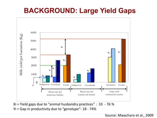 Milk yield per Lactation (Kg)

BACKGROUND: Large Yield Gaps
6000
5000
x3

4000

x3

3000

x3

2000
y2

1000
0
y1

x3

x2
x2

x1

x1

Indigenous Crossbred

Exotic Indigenous

Mixed rain fed
temperate/highlan
d

Crossbreds

Mixed rain fed
humid/sub-humid

Synthetics

Exotics

Large-scale
commercial ranches

Xi = Yield gaps due to “animal husbandry practices” : 33 - 76 %
Yi = Gap in productivity due to “genotype”: 18 - 74%

Source: Mwacharo et al., 2009

 
