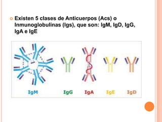    Existen 5 clases de Anticuerpos (Acs) o
    Inmunoglobulinas (Igs), que son: IgM, IgD, IgG,
    IgA e IgE
 