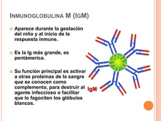 INMUNOGLOBULINA M (IGM)
   Aparece durante la gestación
    del niño y al inicio de la
    respuesta inmune.

   Es la I...