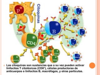    Las citoquinas son sustancias que a su vez pueden activar
    linfocitos T citotóxicos (CD8+), células productoras de
...