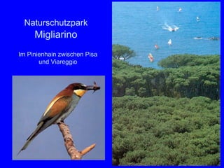 Naturschutzpark
     Migliarino
Im Pinienhain zwischen Pisa
       und Viareggio




                              45
 