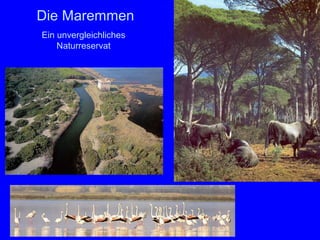 Die Maremmen
Ein unvergleichliches
    Naturreservat
 