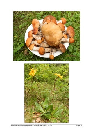 The Sub-Carpathian Messenger – Number 34 (August 2015) Page 22
 
