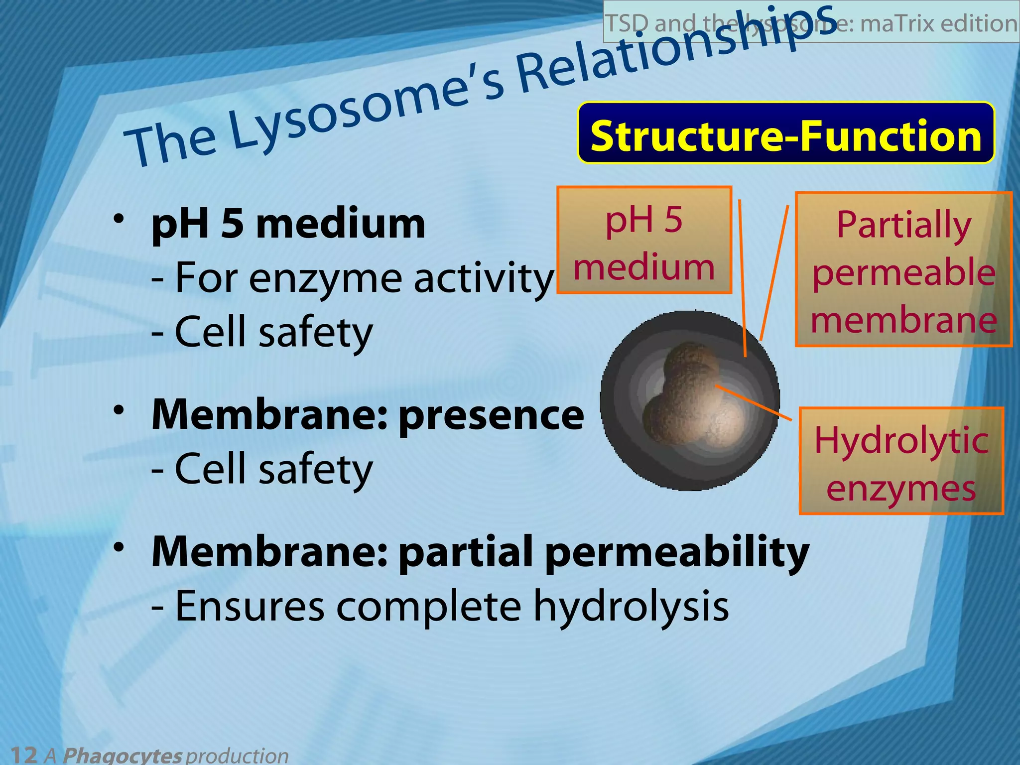 The Lysosome’s Relationships pH 5 medium - For enzyme activity - Cell safety Membrane: presence - Cell safety Membrane: partial permeability - Ensures complete hydrolysis Structure-Function Partially permeable membrane pH 5 medium Hydrolytic enzymes 