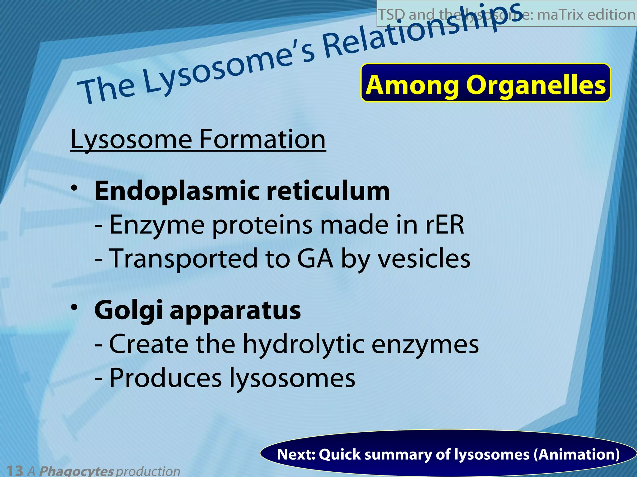 The Lysosome’s Relationships Lysosome Formation Endoplasmic reticulum - Enzyme proteins made in rER - Transported to GA by vesicles Golgi apparatus - Create the hydrolytic enzymes - Produces lysosomes Among Organelles Next: Quick summary of lysosomes (Animation) 