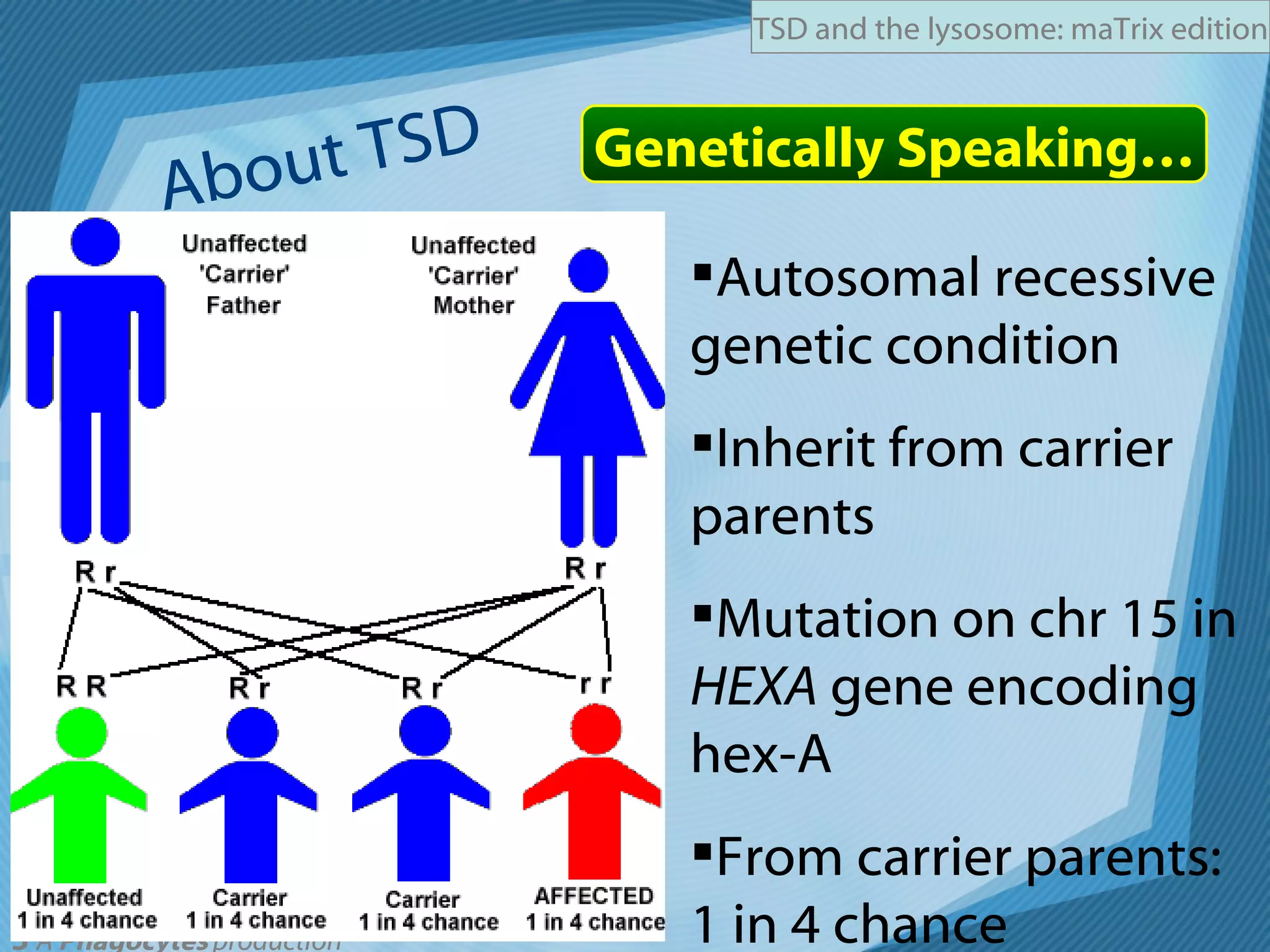 About TSD Genetically Speaking… Autosomal recessive genetic condition Inherit from carrier parents Mutation on chr 15 in  HEXA  gene encoding hex-A From carrier parents: 1 in 4 chance 