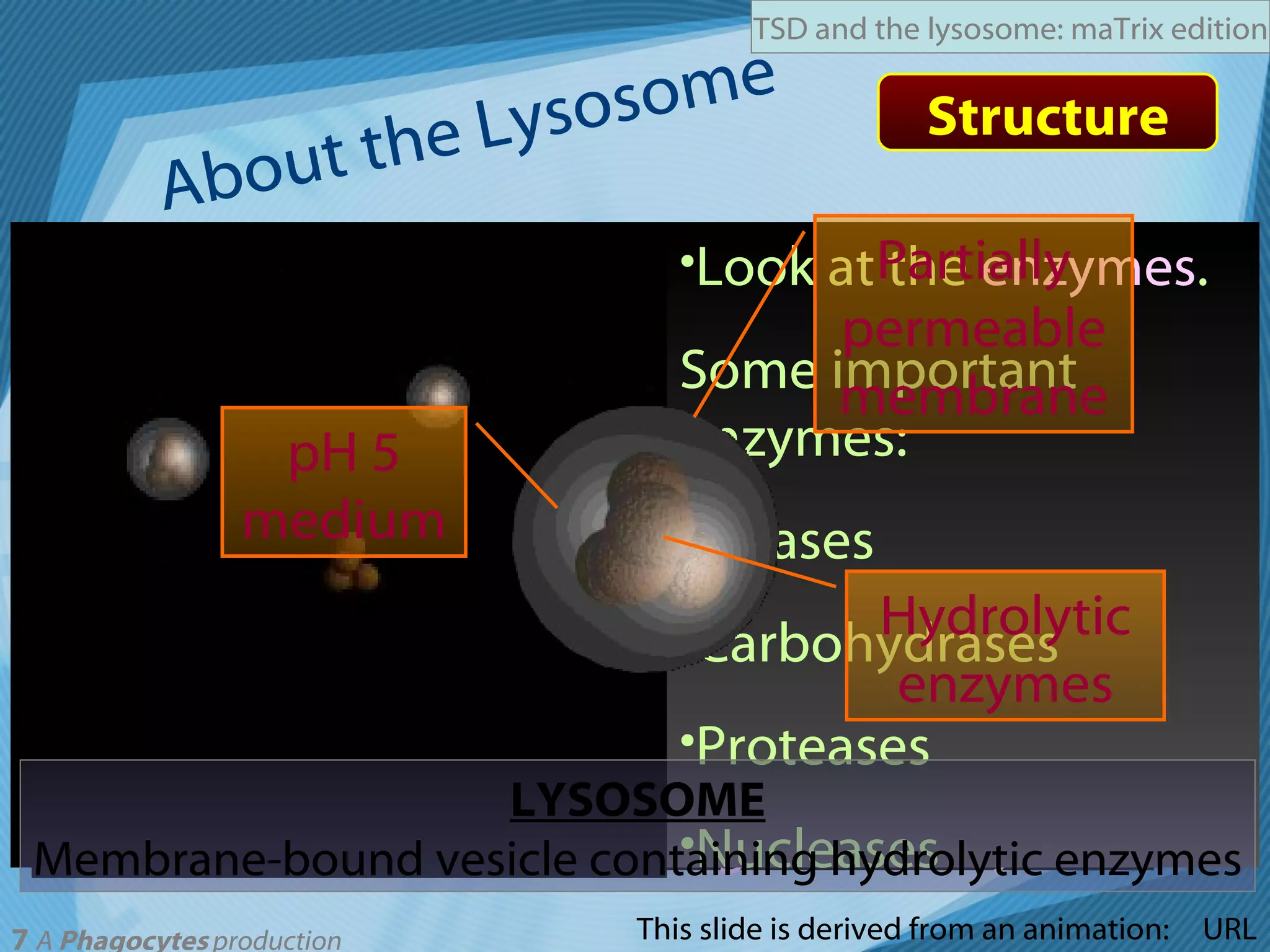 About the Lysosome URL Structure This slide is derived from an animation: Cutting the lysosome… Outer membrane removed  - easier to see contents Lumpy brown structures are  hydrolytic (digestive) enzymes .  Dissolving the membrane… Look at the  enzymes . Some important enzymes: Lipases Carbohydrases Proteases Nucleases LYSOSOME Membrane-bound vesicle containing hydrolytic enzymes Lysosome Lysosomes can be known as “suicide sacks”.  They are produced by the Golgi apparatus and consist of a  single membrane surrounding powerful digestive enzymes .  Partially permeable membrane pH 5 medium Hydrolytic enzymes 