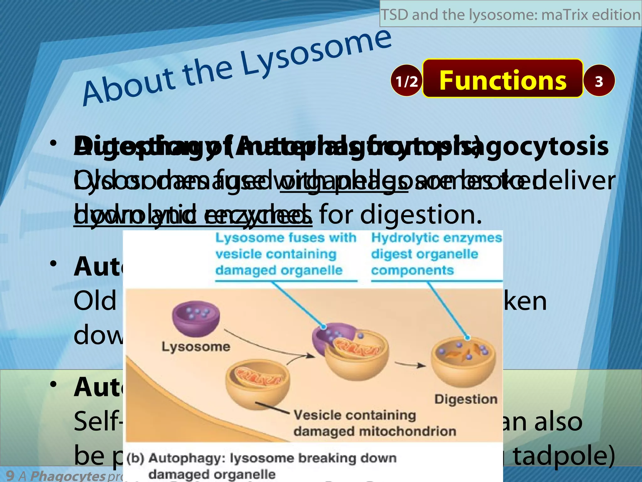 About the Lysosome Digestion of materials from phagocytosis Lysosomes fuse with phagosomes to deliver  hydrolytic enzymes  for digestion. Autophagy (Autophagocytosis) Old or damaged  organelles  are broken down and recycled. Autolysis Self-digestion of a damaged cell. Can also be part of normal development (eg tadpole) Functions Digestion of materials from phagocytosis Lysosomes fuse with phagosomes to deliver  hydrolytic enzymes  for digestion. Autophagy (Autophagocytosis) Old or damaged  organelles  are broken down and recycled. 1/2 3 
