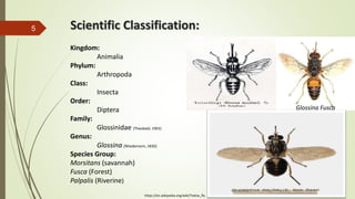 Scientific Classification:5
Kingdom:
Animalia
Phylum:
Arthropoda
Class:
Insecta
Order:
Diptera
Family:
Glossinidae (Theobald, 1903)
Genus:
Glossina (Wiedemann, 1830)
Species Group:
Morsitans (savannah)
Fusca (Forest)
Palpalis (Riverine)
Glossina Fusca
https://en.wikipedia.org/wiki/Tsetse_fly
 