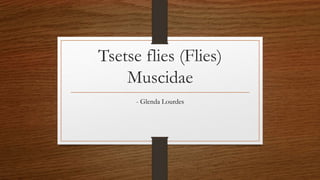 Tsetse flies (Flies)
Muscidae
- Glenda Lourdes
 