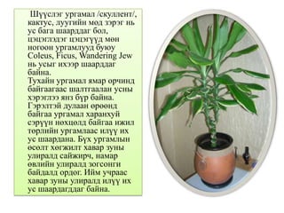 Шүүслэг ургамал /скуллент/,
кактус, луугийн мод зэрэг нь
ус бага шаарддаг бол,
цэцэглэдэг цэцэгүүд мөн
ногоон ургамлууд буюу
Coleus, Ficus, Wandering Jew
нь усыг ихээр шаарддаг
байна.
Тухайн ургамал ямар орчинд
байгаагаас шалтгаалан усны
хэрэглээ янз бүр байна.
Гэрэлтэй дулаан өрөөнд
байгаа ургамал харанхуй
сэрүүн нөхцөлд байгаа ижил
төрлийн ургамлаас илүү их
ус шаардана. Бүх ургамлын
өсөлт хөгжилт хавар зуны
улиралд сайжирч, намар
өвлийн улиралд зогсонги
байдалд ордог. Ийм учраас
хавар зуны улиралд илүү их
ус шаардагддаг байна.
 