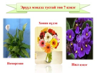 Нөмөргөнө
Хонин нүдэн
Нил цэцэг
Эрүүл мэндэд тустай топ 7 цэцэг
 