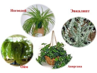 Ойм
Эвкалипт
Авиргана
Ногоодой
 