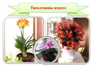 Тасалгааны цэцэгс
 