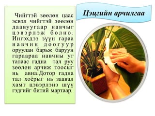 Чийгтэй зөөлөн цаас
эсвэл чийгтэй зөөлөн
даавуугаар навчыг
ц э в э р л э ж б о л н о .
Ингэхдээ зүүн гараа
н а в ч и н д о о г у у р
оруулан барьж баруун
гараараа навчны уг
талаас гадна тал руу
зөөлөн арчиж тоосыг
нь авна.Дотор гадна
тал хоѐрыг нь заавал
хамт цэвэрлэнэ шүү
гэдгийг битий мартаар.
Цэцгийн арчилгаа
 