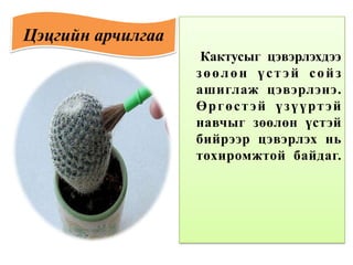 Кактусыг цэвэрлэхдээ
зөөлөн үст эй сойз
ашиглаж цэвэрлэнэ.
Өргөстэй үзүүртэй
навчыг зөөлөн үстэй
бийрээр цэвэрлэх нь
тохиромжтой байдаг.
Цэцгийн арчилгаа
 