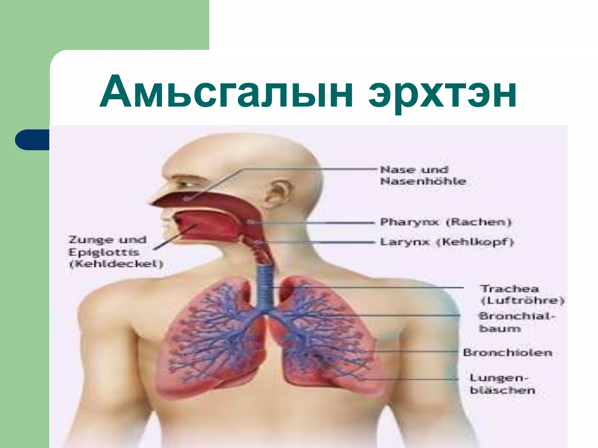 Амьсгалын эрхтэн
 