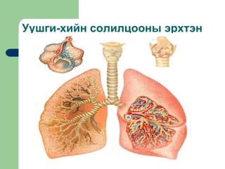 Уушги-хийн солилцооны эрхтэн
 