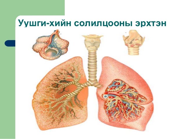 Амьсгалын тогтолцоо