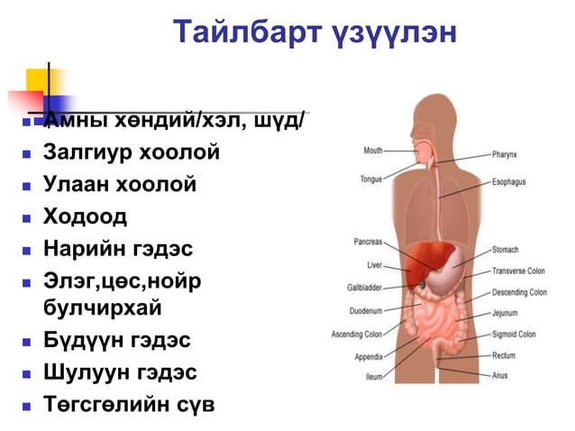 Хоол боловсруулах тогтолцоо | PPT