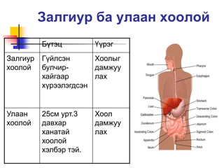 Хоол боловсруулах тогтолцоо | PPT
