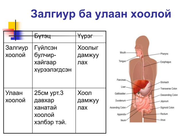 Хоол боловсруулах тогтолцоо | PPT