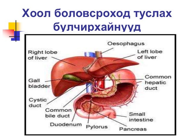 Хоол боловсруулах тогтолцоо