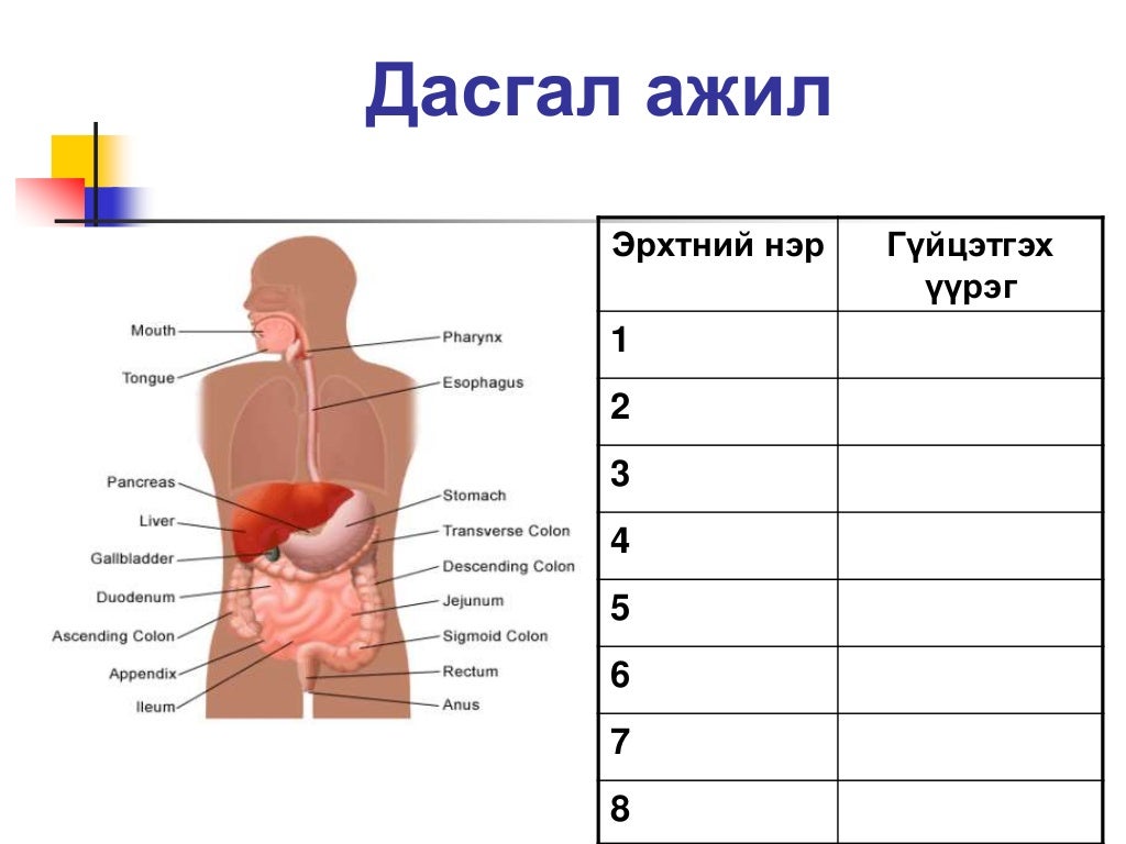 Хоол боловсруулах тогтолцоо