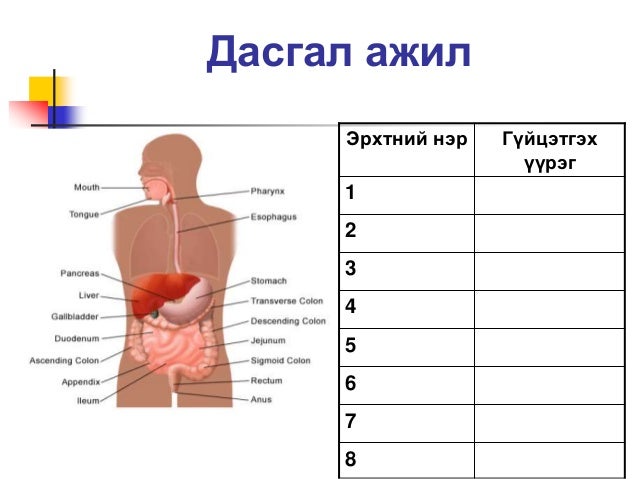 Хоол боловсруулах тогтолцоо