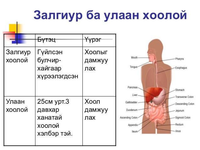 Хоол боловсруулах тогтолцоо