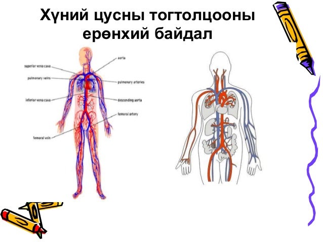 Цусны эргэлтийн тогтолцоо