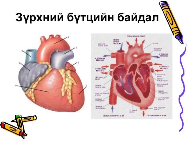 Цусны эргэлтийн тогтолцоо