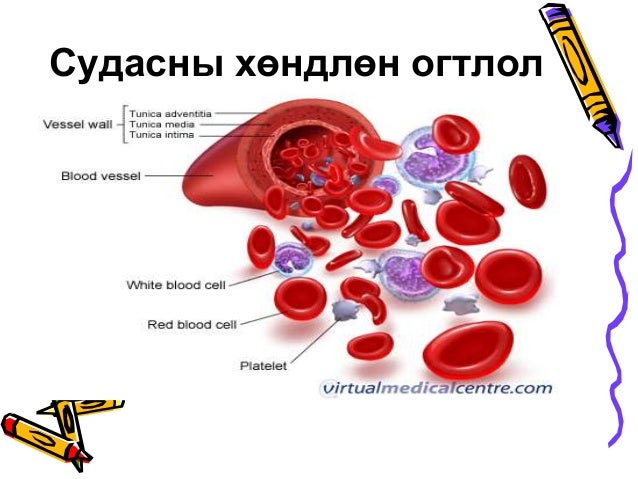Цусны эргэлтийн тогтолцоо