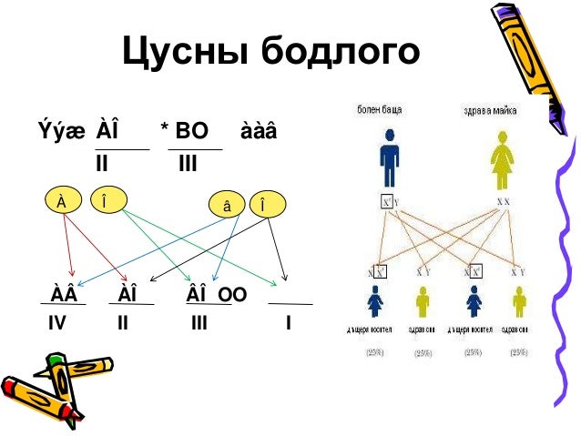 Цусны эргэлтийн тогтолцоо