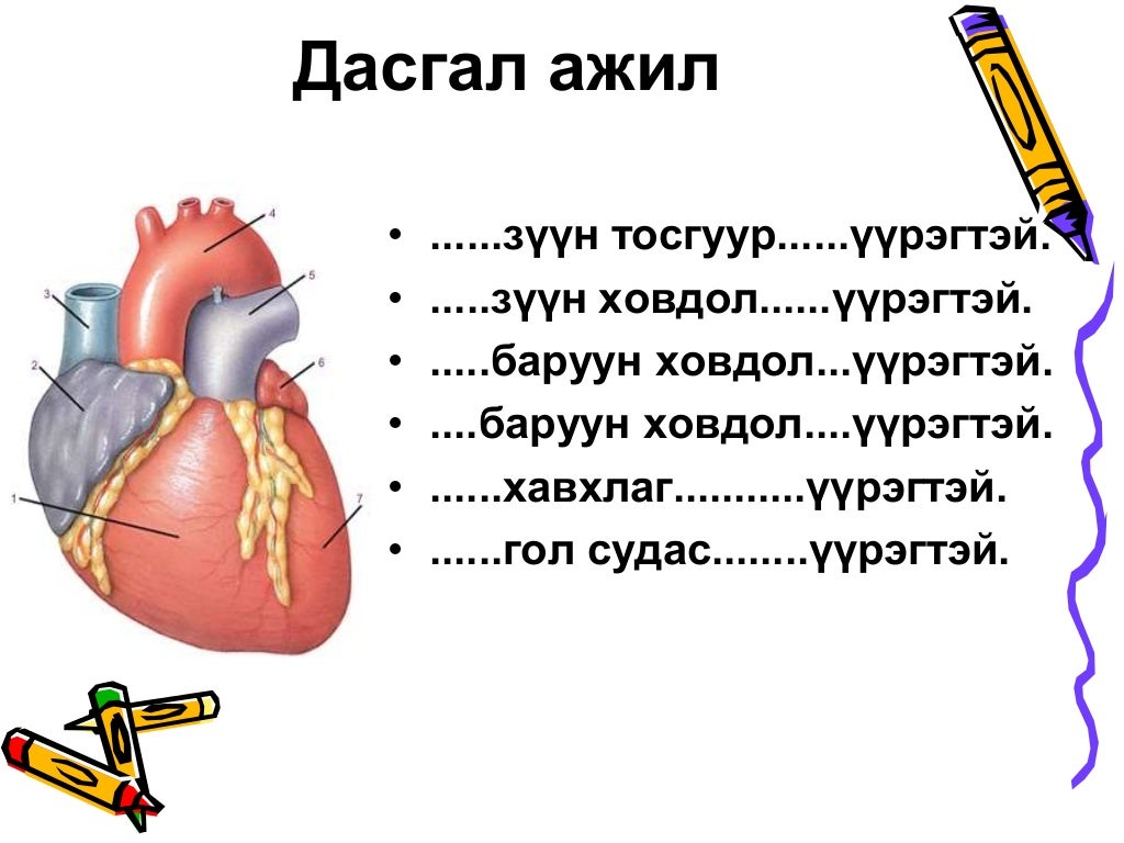 Цусны эргэлтийн тогтолцоо