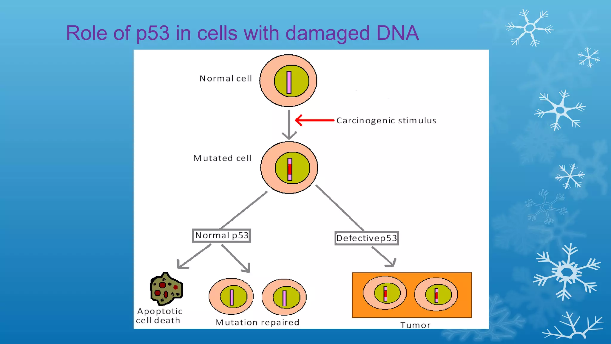 Role of p53 in cells with damaged DNA
 
