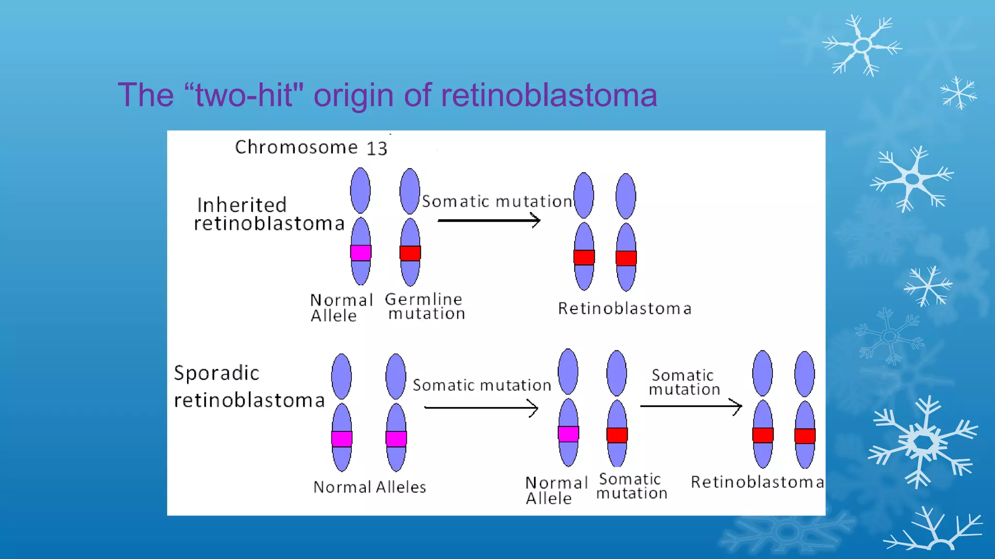 The “two-hit" origin of retinoblastoma
 