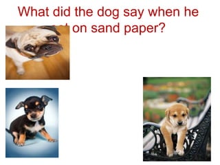 What did the dog say when he 
sat on sand paper? 
 