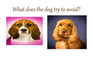 What does the dog try to avoid? 
 