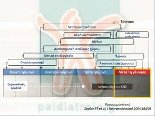 Πρώτο τρίμηνο Δεύτερο τρίμηνο Τρίτο τρίμηνο Μετά τη γέννηση
Ανάπτυξη του ΚΝΣ
Θυρεοειδικές
ορμόνες
Οπτική προσοχή
Οπτική επεξεργασία
Ακουστική επεξεργασία
Γλώσσα
Μνήμη
Αδρή κινητικότητα
Αισθητηριακή αντίληψη χώρου
Εκτελεστική
επεξεργασία
Λεπτή κινητικότητα
Γέννηση
Προσαρμογή από
Zoeller RT et al, J Neuroendocrinol 2004;16:809
 