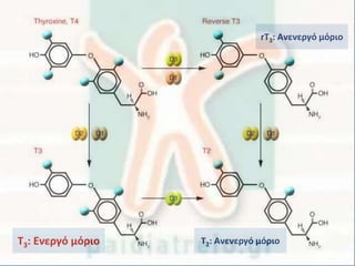 Τ3: Ενεργό μόριο
rΤ3: Ανενεργό μόριο
Τ2: Ανενεργό μόριο
 