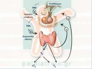 Υποθάλαμος
Πρόσθια
υπόφυση
TRH
TSH
Θυρεοειδής
αδένας
+
+ -
-
Τ4
Τ3rΤ3
 