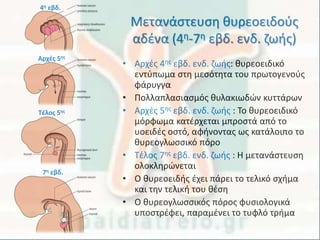 • Αρχές 4ης εβδ. ενδ. ζωής: θυρεοειδικό
εντύπωμα στη μεσότητα του πρωτογενούς
φάρυγγα
• Πολλαπλασιασμός θυλακιωδών κυττάρων
• Αρχές 5ης εβδ. ενδ. ζωής : Το θυρεοειδικό
μόρφωμα κατέρχεται μπροστά από το
υοειδές οστό, αφήνοντας ως κατάλοιπο το
θυρεογλωσσικό πόρο
• Τέλος 7ης εβδ. ενδ. ζωής : Η μετανάστευση
ολοκληρώνεται
• Ο θυρεοειδής έχει πάρει το τελικό σχήμα
και την τελική του θέση
• Ο θυρεογλωσσικός πόρος φυσιολογικά
υποστρέφει, παραμένει το τυφλό τρήμα
Μετανάστευση θυρεοειδούς
αδένα (4η-7η εβδ. ενδ. ζωής)
4η εβδ.
Αρχές 5ης
Τέλος 5ης
7η εβδ.
 