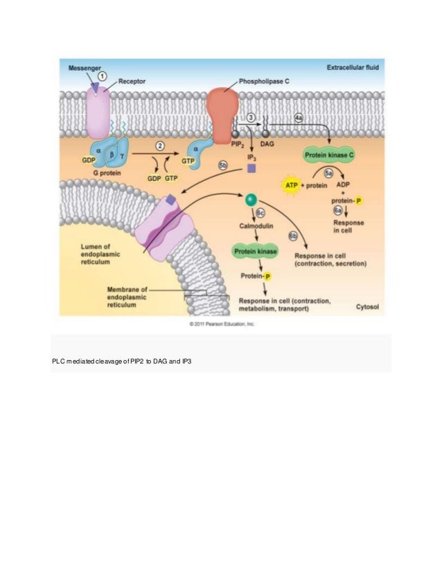 thyroid slide