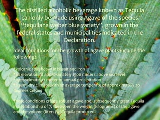 The distilled alcoholic beverage known as Tequila
   can only be made using Agave of the species
   “tequilana weber blue variety”, grown in the
 federal states and municipalities indicated in the
                    Declaration.
Ideal conditions for the growth of agave plants include the
following:

*volcanic soils heavy in basalt and iron
*an elevation of approximately 1500 meters above sea level
*approximately 1 meter of annual precipitation
*a semi-dry climate with an average temperate of approximately 20
degrees Celsius

These conditions create robust agave and, subsequently great Tequila
in a relationship of 7:1 between the weight (kilograms) of the agave
and the volume (liters) of Tequila produced.
 