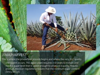 JIMA/HARVEST
This is where the production process begins and where the very first quality
    checkpoint occurs. The agave plant requires 7-10 years to mature and
    reach a sugar level that is sweet enough to produce a quality Tequila
    product. Mexican regulations require that the minimum sugar content
    (brix), be 24%.
 