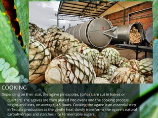 COOKING
Depending on their size, the agave pineapples, (piñas), are cut in halves or
   quarters. The agaves are then placed into ovens and the cooking process
   begins and lasts, on average, 48 hours. Cooking the agave is an essential step
   in Tequila production as the gentle heat slowly transforms the agave's natural
   carbohydrates and starches into fermentable sugars.
 