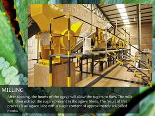 MILLING
 After cooking, the hearts of the agave will allow the sugars to flow. The mills
 will then extract the sugars present in the agave fibers. The result of this
 process is an agave juice with a sugar content of approximately 12% called
 mosto.
 